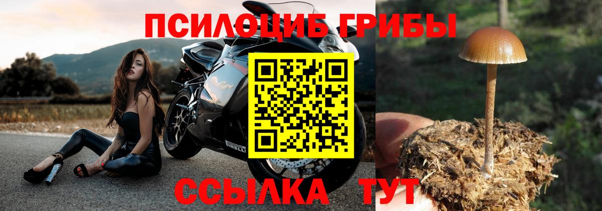 Псилоцибиновые грибы мухоморы  Галлюциногенные грибы Cubensis  Гурьевск  Вход с VPN 